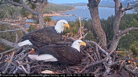 big bear eagle cam 2022|jackie and shadow update today.